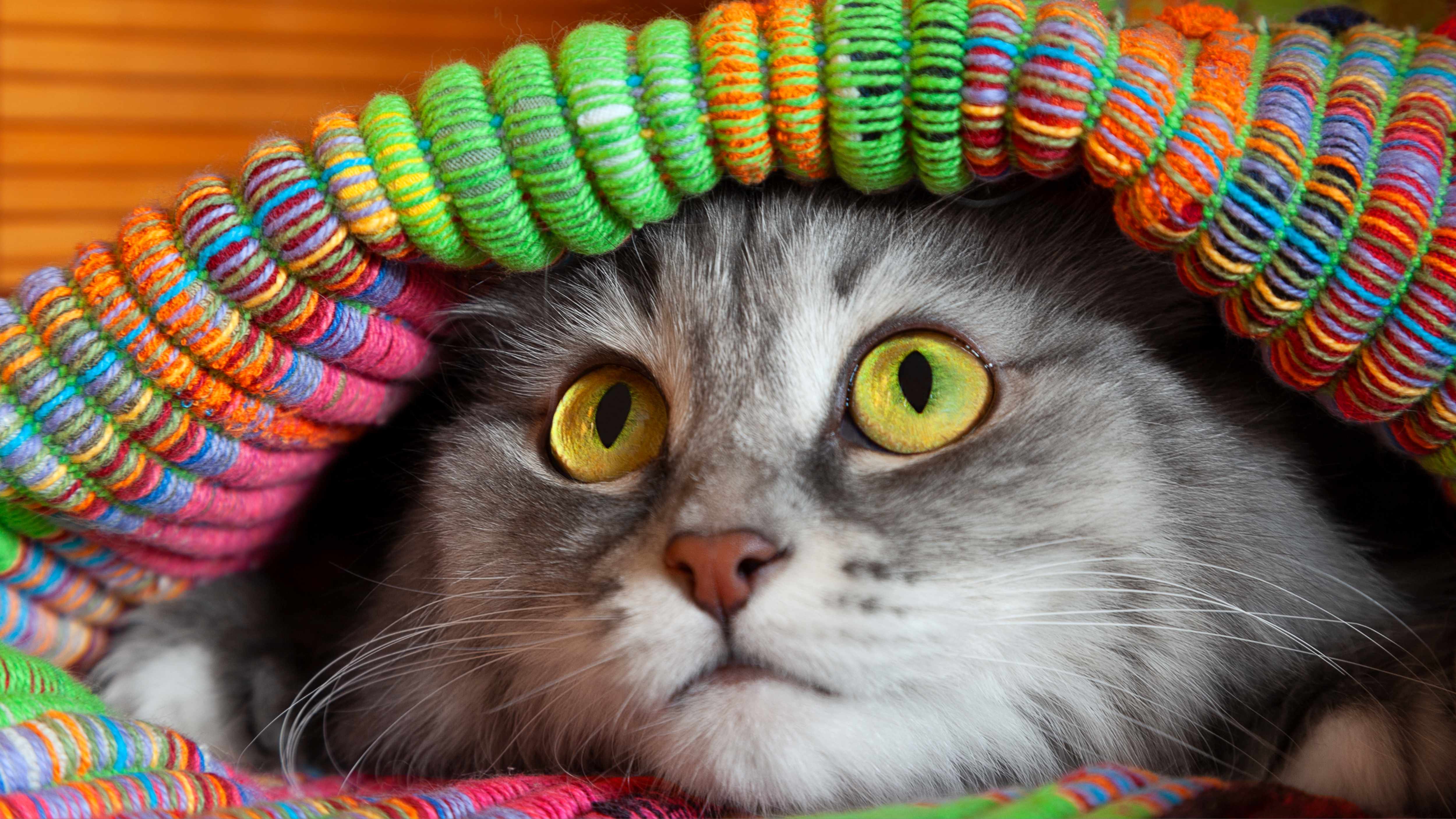 Cat hiding under blanket