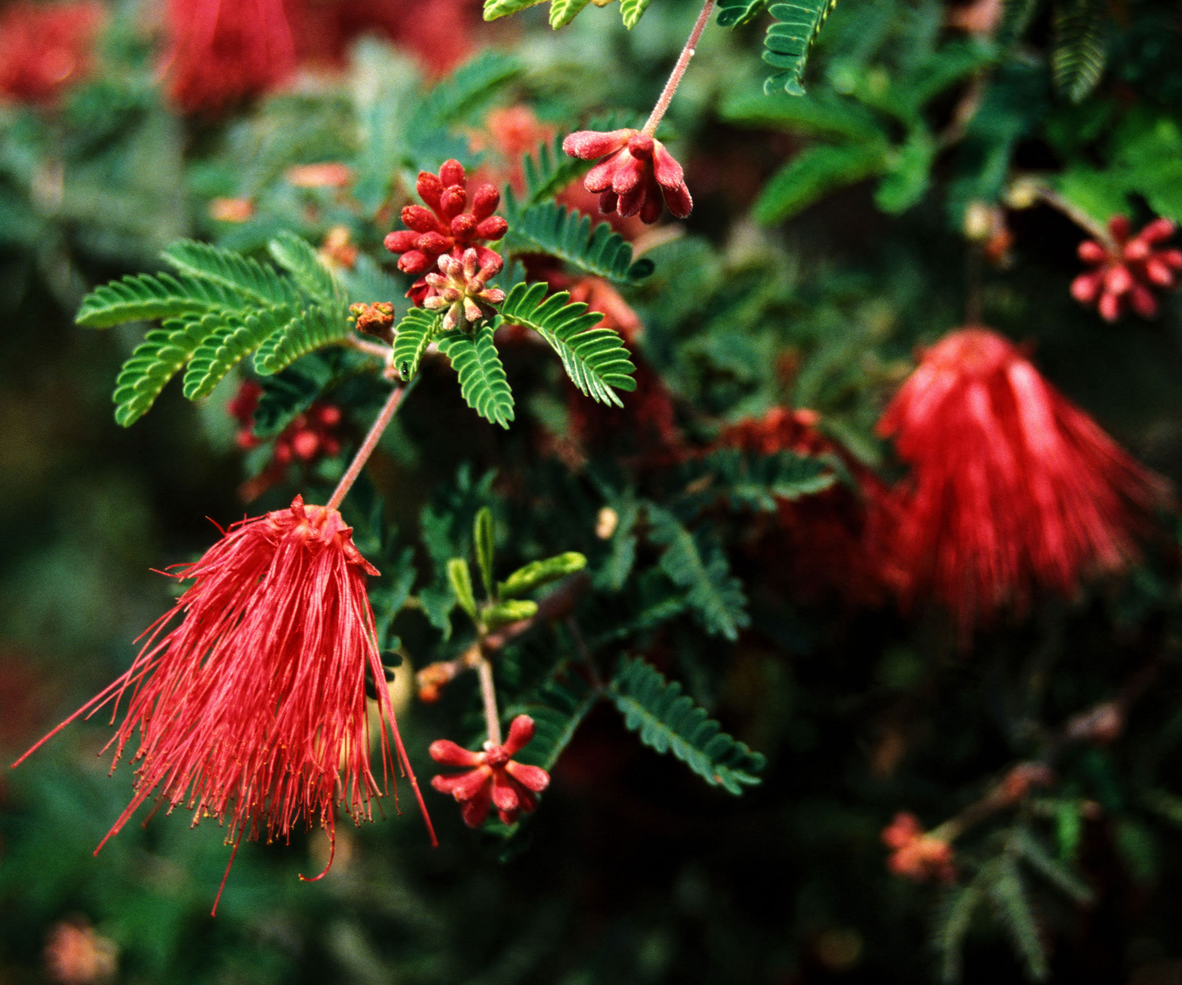 red flowers of heat-resistant shrub Baja Fairy Duster Calliandra californica