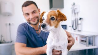 A dog being checked out by a male vet