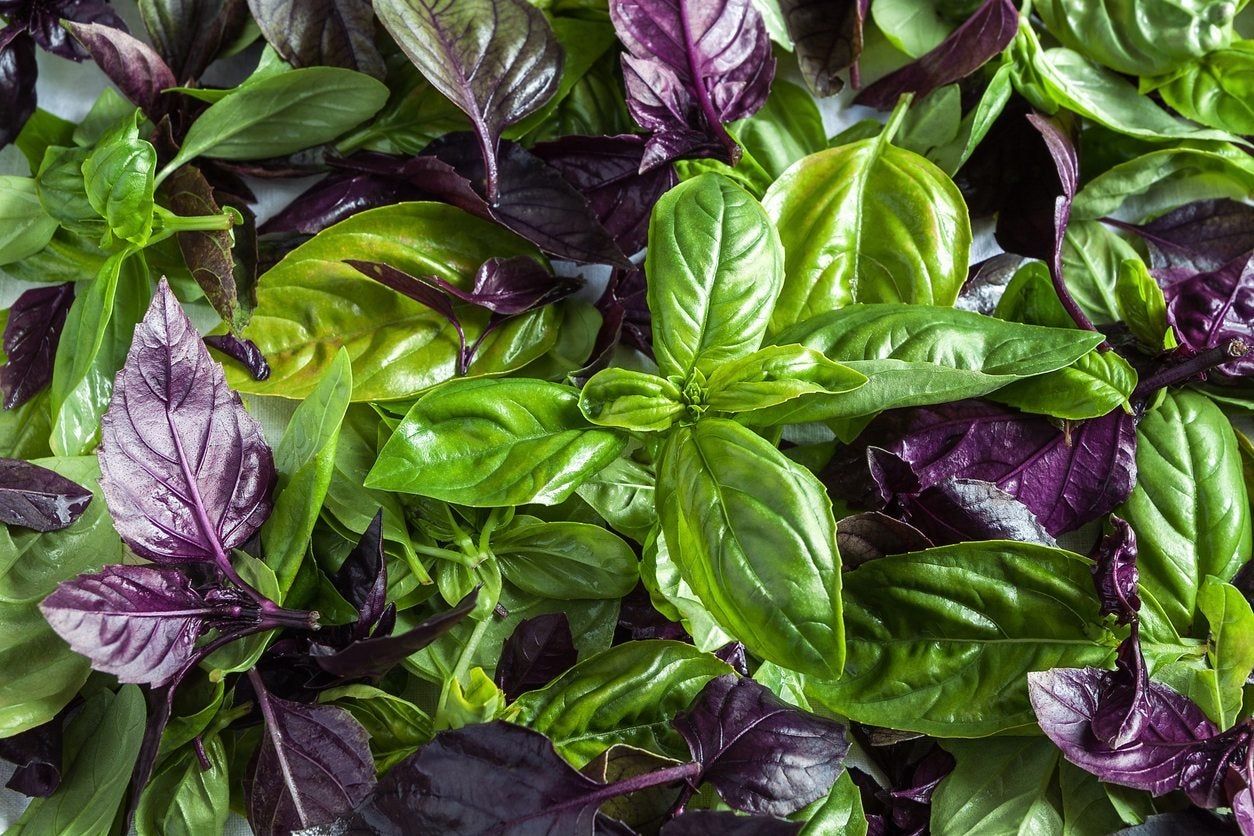 Green And Pruple Herb Leaves