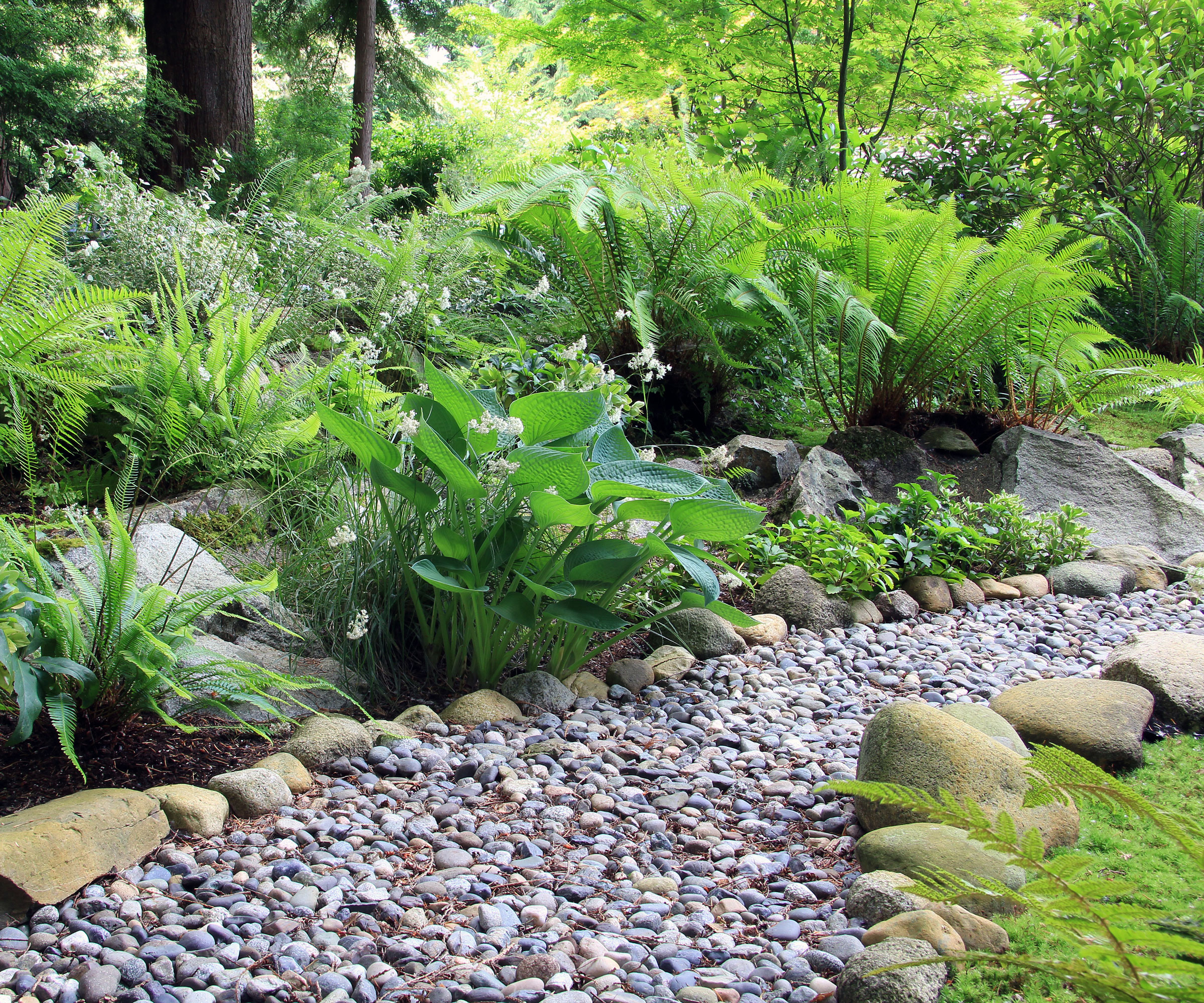 shady garden with pathway and ferns