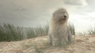 Old English Sheepdog on sand dunes