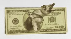 Photo collage of a hundred dollar bill, with an aggressive German Shepherd leaping out from the middle of it.