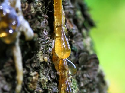 Oozing Tree Sap