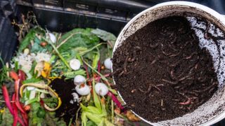 Worm compost
