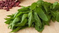 A bunch of fresh green epazote leaves on a wooden table