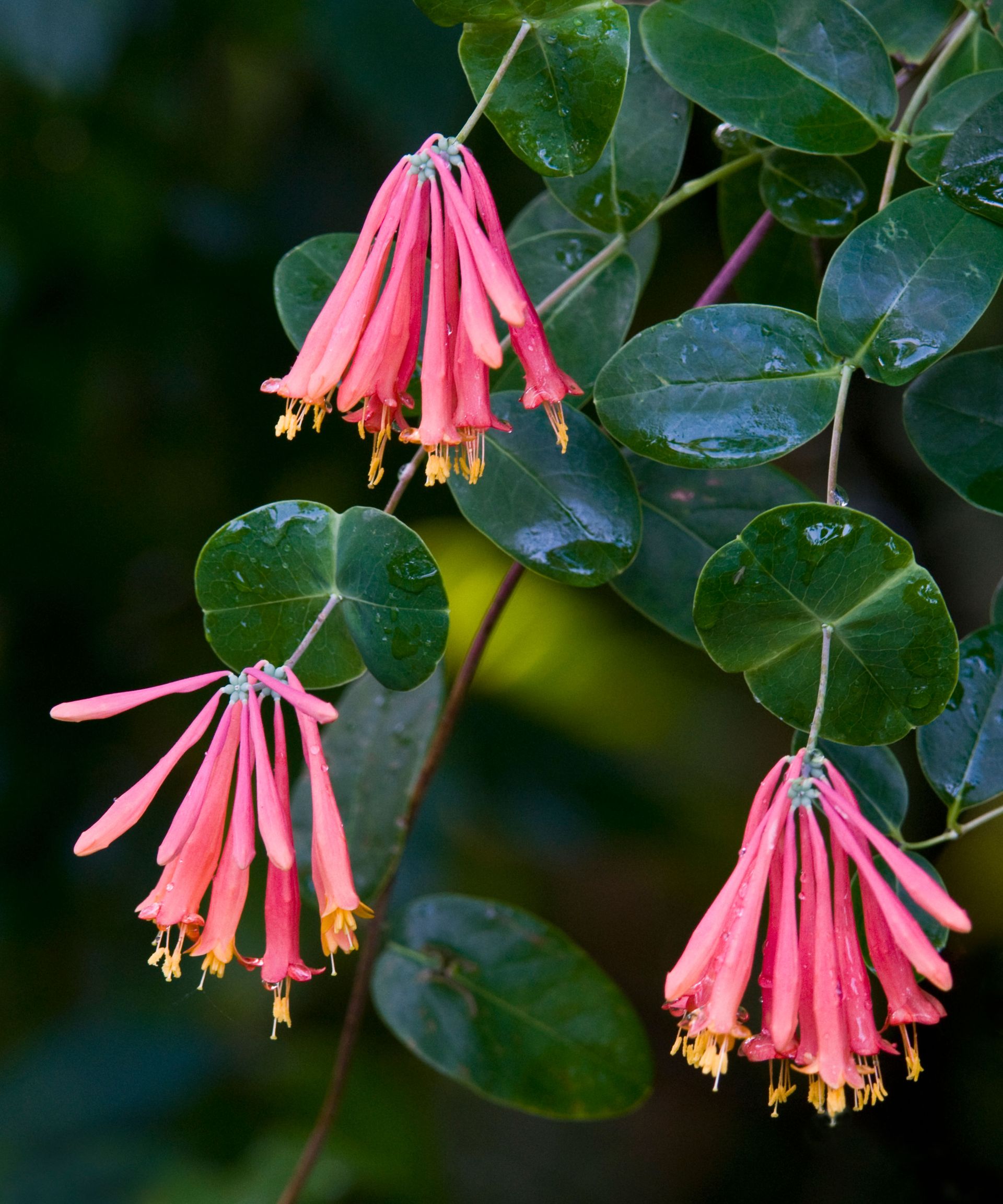 coral honeysuckle