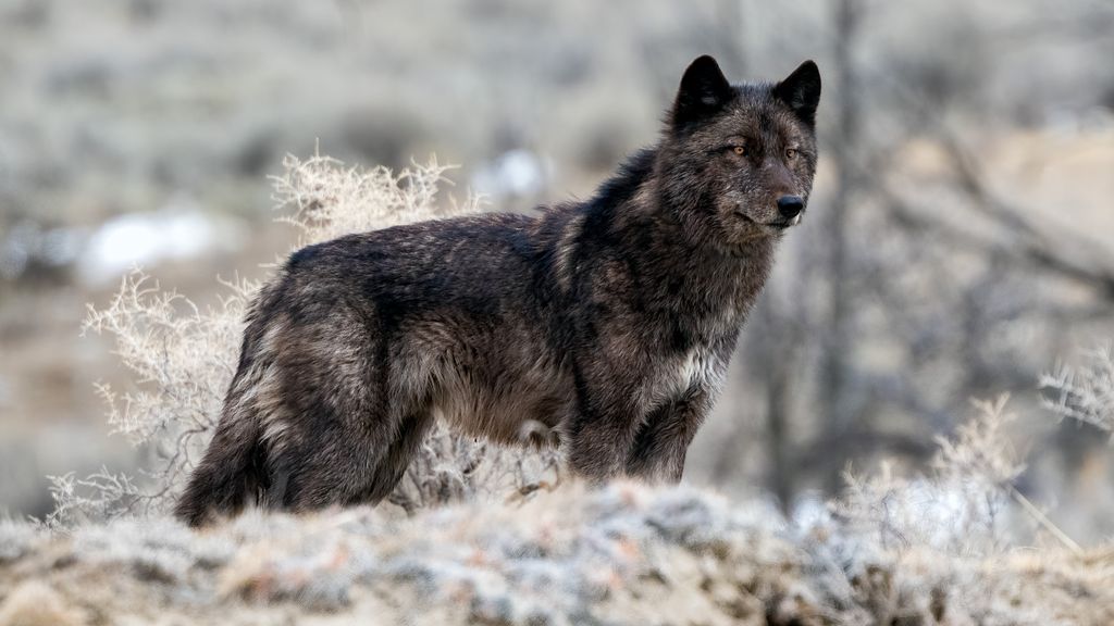 Yellowstone tourist rips off shirt and chases wolf through Lamar Valley ...