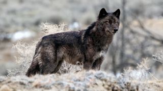 Black wolf at Yellowstone National Park, Wyoming, USA