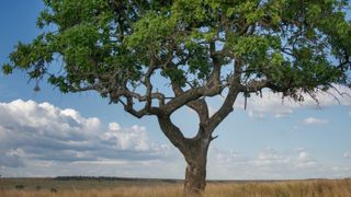 Beautiful scenic view of tree with leopard tail hanging down while resting in tree before heading out to hunt in the evening in the Mara Triangle section of the reserve.