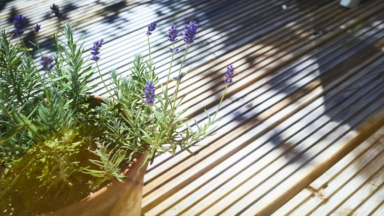 Tough plants on an outside decking