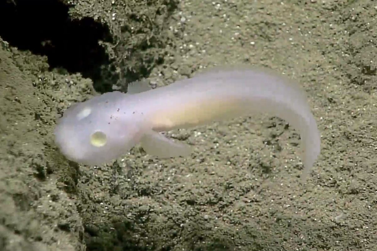 Ghost Fish' Seen Live for First Time | Live Science