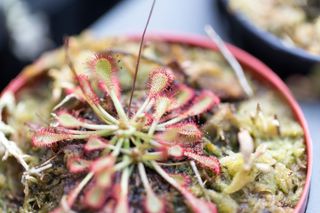 Sundew house plant in pot