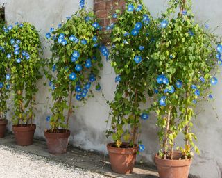 morning glory Heavenly Blue plants growing in large containers against a sunny wall
