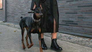 Dobermann wearing a prong collar walking alongside a woman