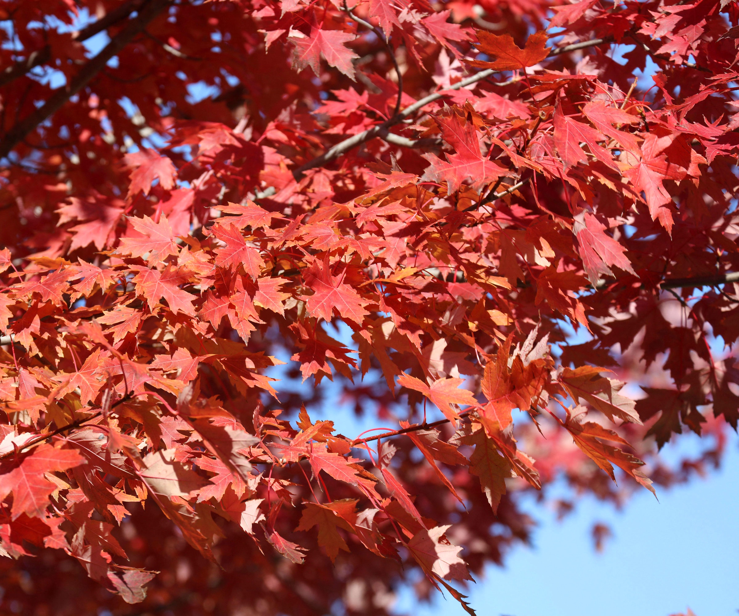 sunset maple tree with rich red foliage against blue sky