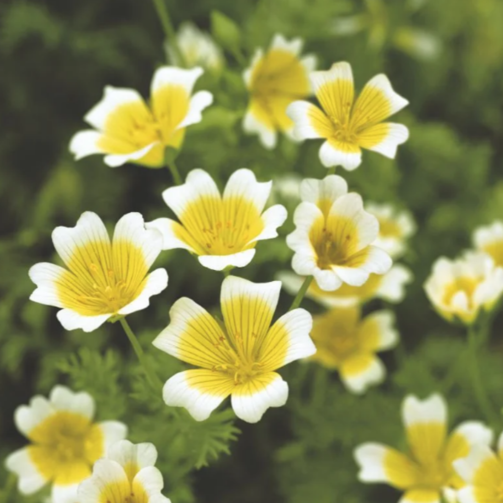 Poached Egg Plants