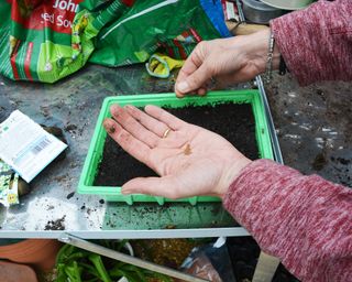 Woman sowing foxglove seeds in a tray of compost