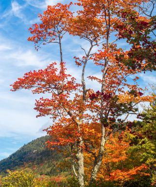 A tall maple tree with bright orange leaves stands tall against a bright blue sky with cirrus clouds