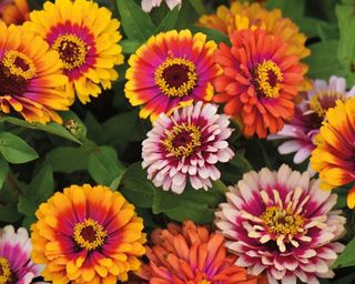 Funfair Mix zinnias