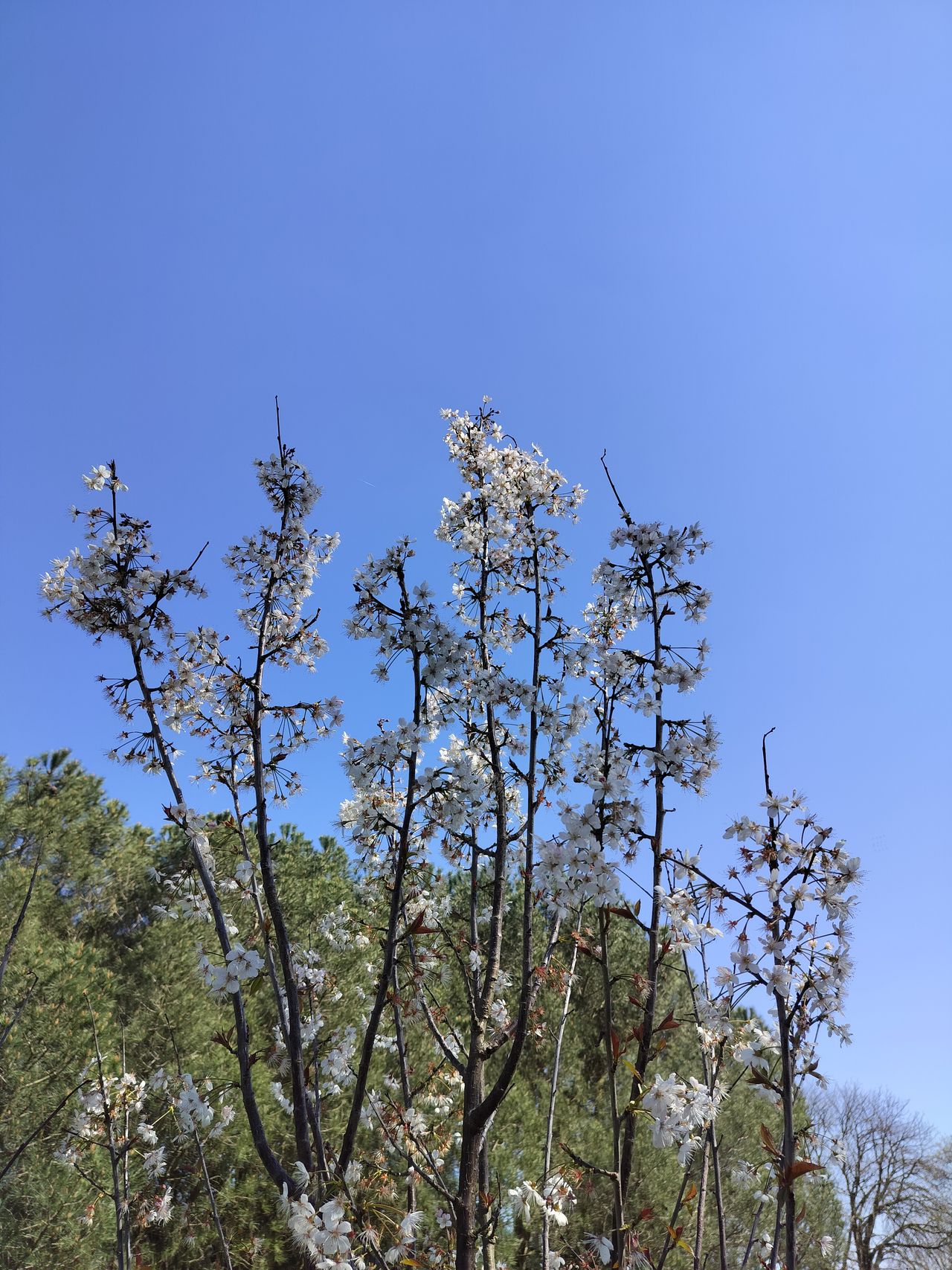 A photo captured on the OnePlus Nord CE 3 Lite 5G