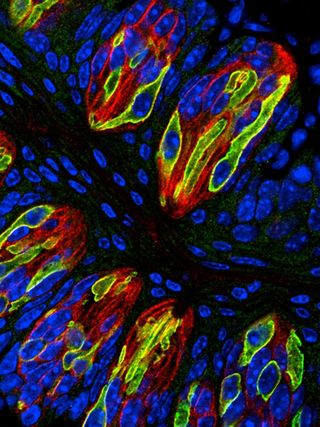 Mouse taste bud cells with their nuclei
