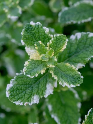 Pineapple mint with variegated foliage