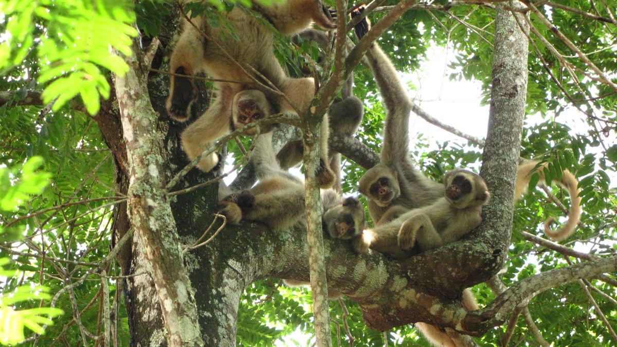 Muriqui monkeys living in RPPN Feliciano Miguel Abdala, a federally protected reserve in Brazil.