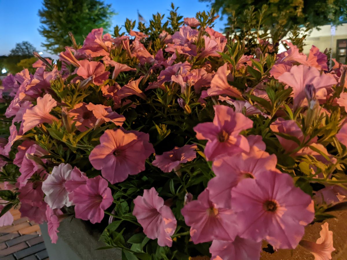 Google Pixel 6a camera samples
