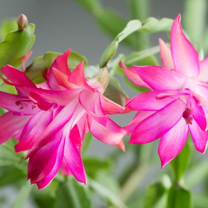 Pink flowering Christmas cactus