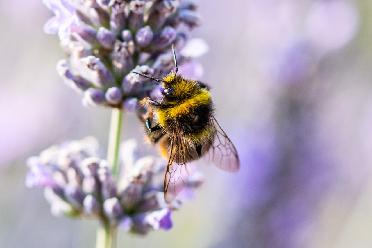 Bees Pollinating Lavender