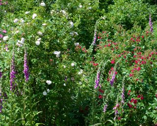 roses and foxgloves growing in a traditional cottage garden