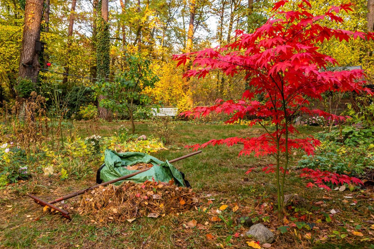 Pile Of Leaves Next To A Rake