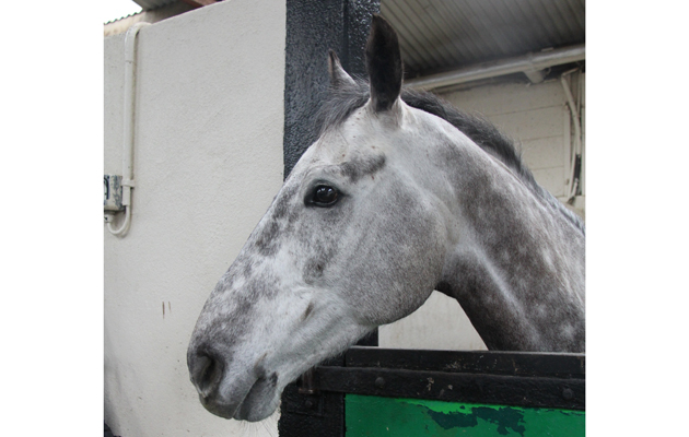 20 Ballycasey