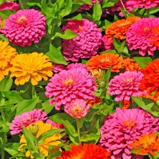 mixed zinnias in summer border