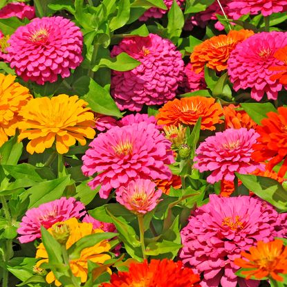 mixed zinnias in summer border