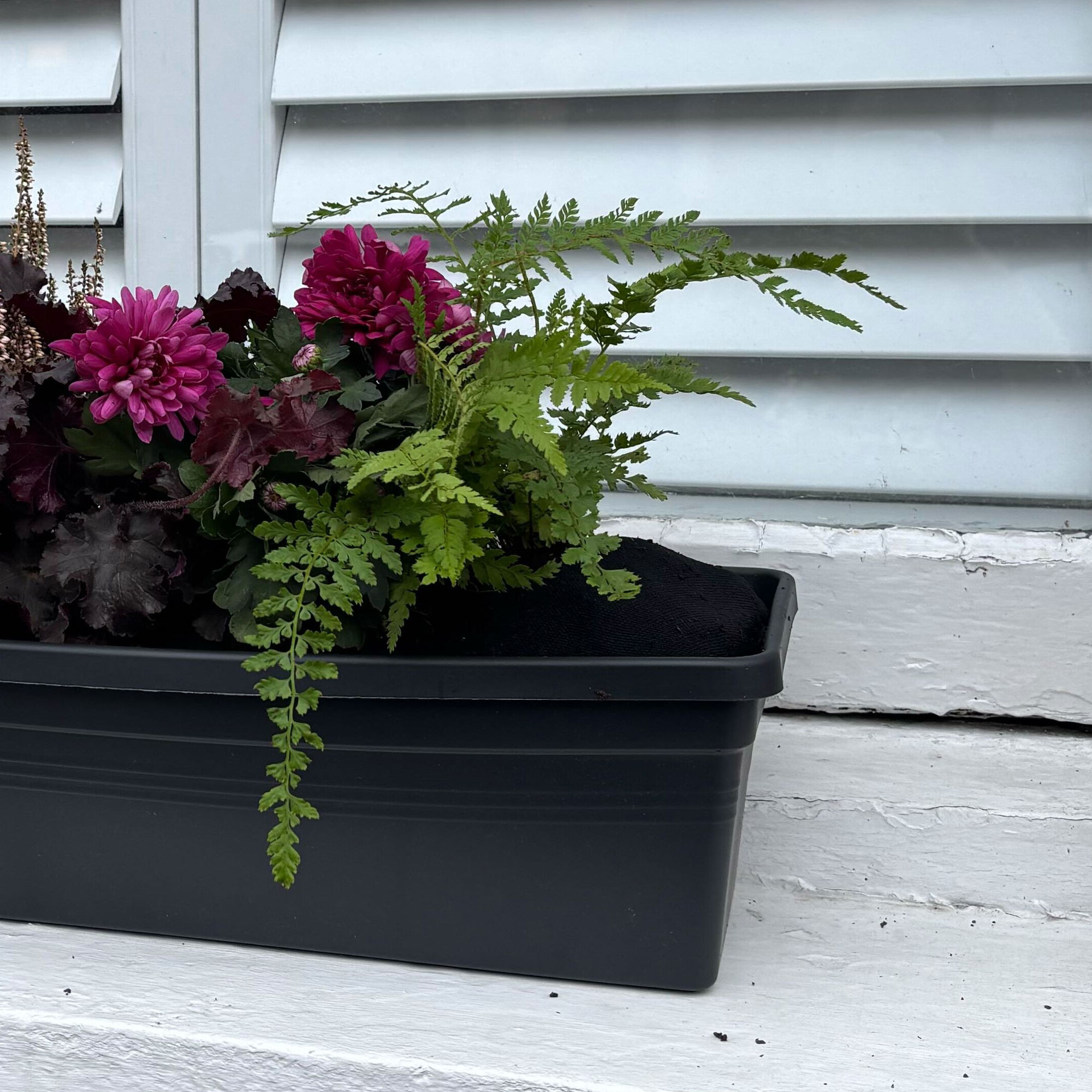 Window box with purple and green plants in