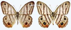 The newly discovered Attenborough butterfly.