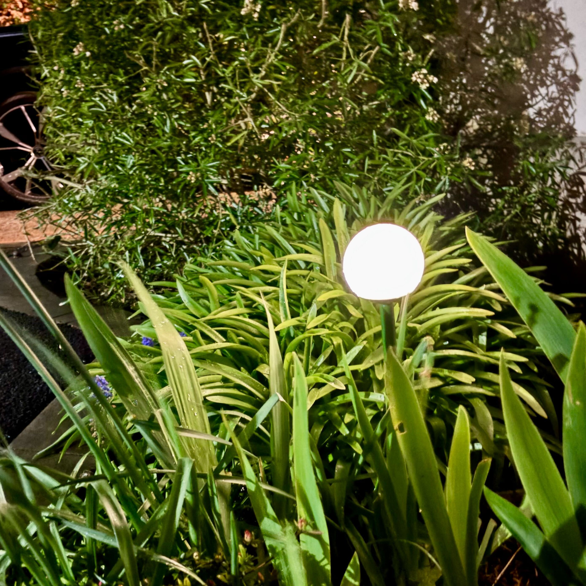 Ikea solvinden led solar powered light in a border with plants outdoors