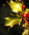 holly.jpg