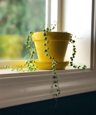 A senecio rowleyanus - string of beads - plant