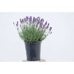 Lavender plant in a black pot
