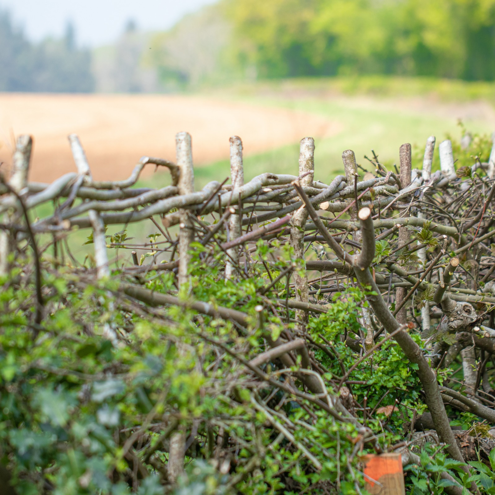 Freshly cut, woven and crafted hazel hedge.