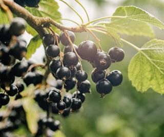 Blackcurrant bush