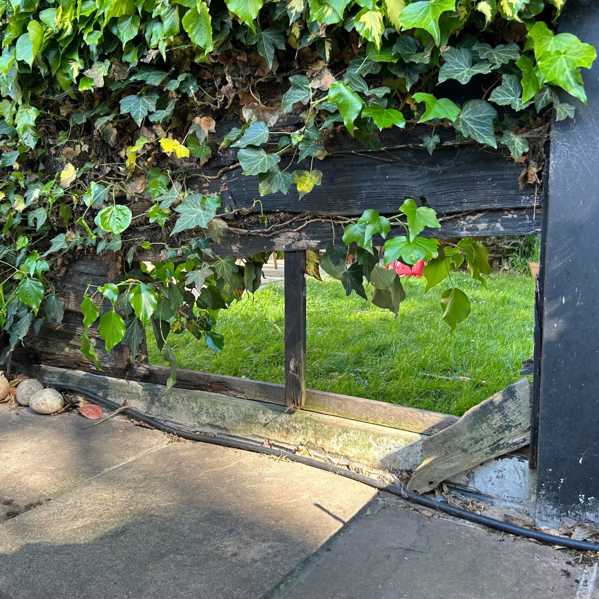 A black fence covered in ivy with two panels missing