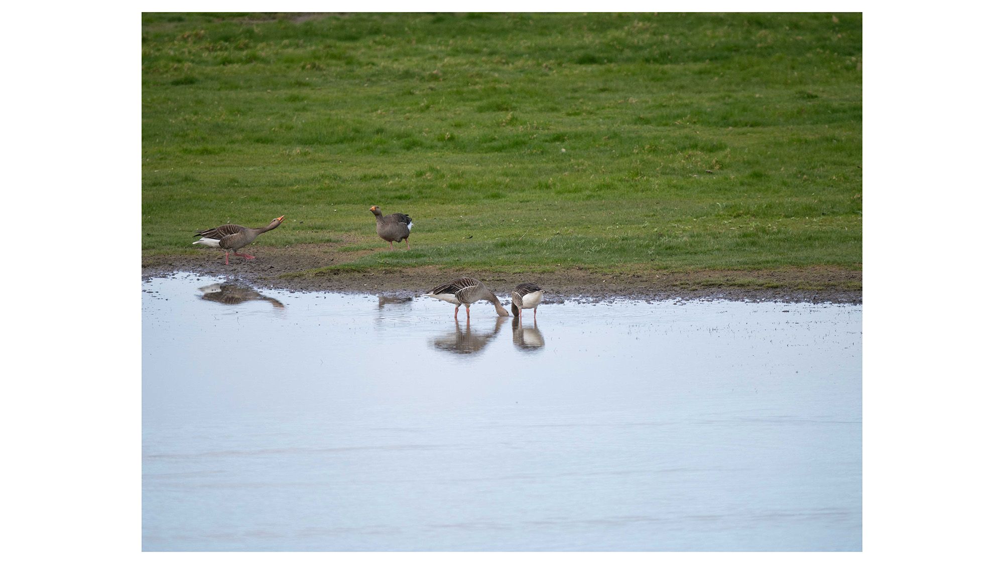 Birds at Slimbridge Wetland Centre on a lake surrounded by green grass 