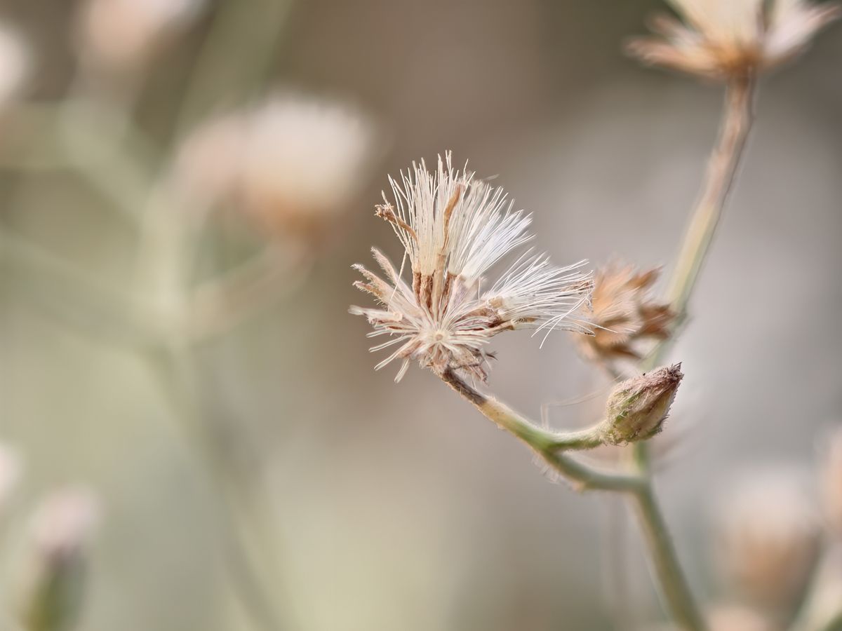 Flowers shot in macro mode on the Oppo Find X9 Ultra.