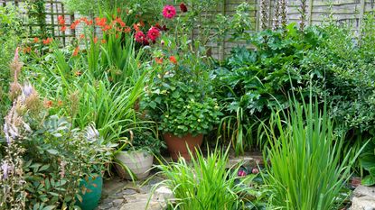 small urban garden filled with plants