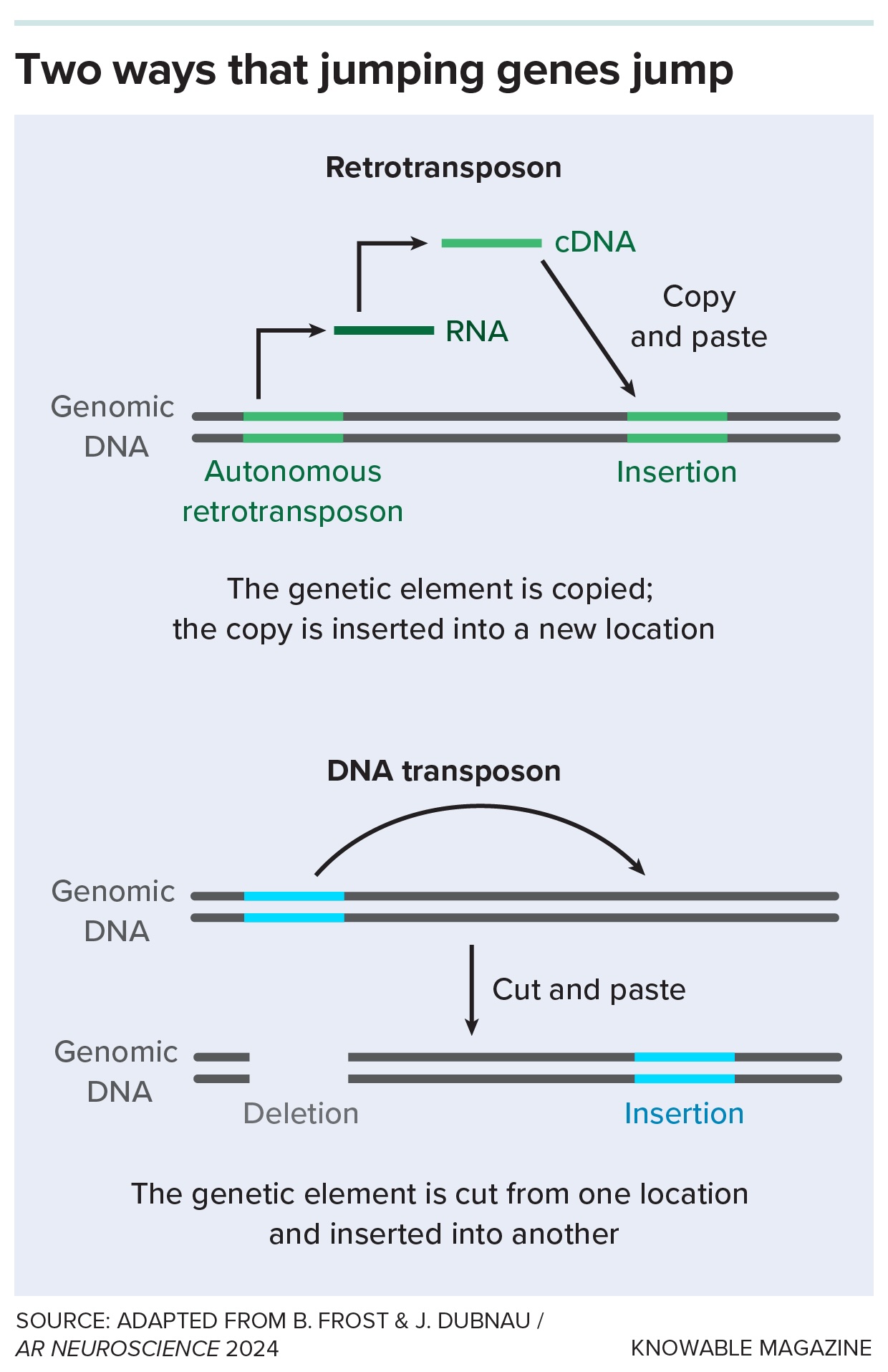 An infographic showing the two ways that jumping genes jump