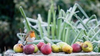 Robin in garden